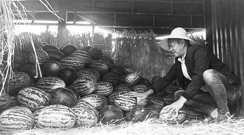 吃瓜群众潮州金石,揭秘吃瓜群众的美食盛宴