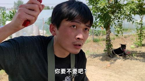 吃瓜搞笑片段,那些让人捧腹的吃瓜搞笑瞬间