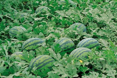 梨花吃瓜后续,揭秘娱乐圈风云再起