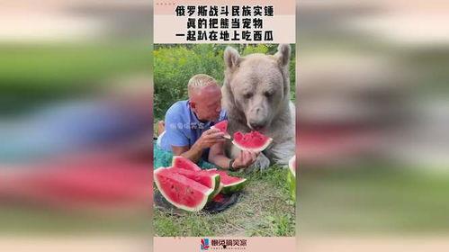 宠物吃瓜看热闹,看热闹的萌宠日常