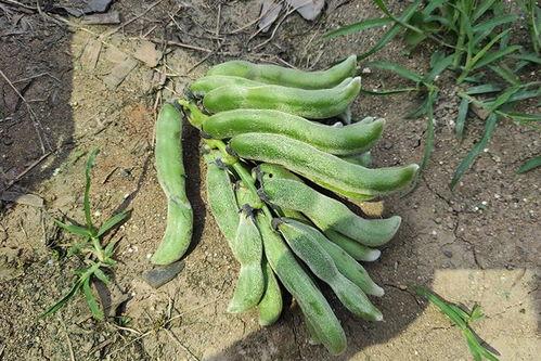 参吃马上吃瓜孑,网络热词背后的趣味与内涵