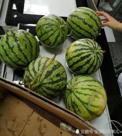 初中生学校吃瓜