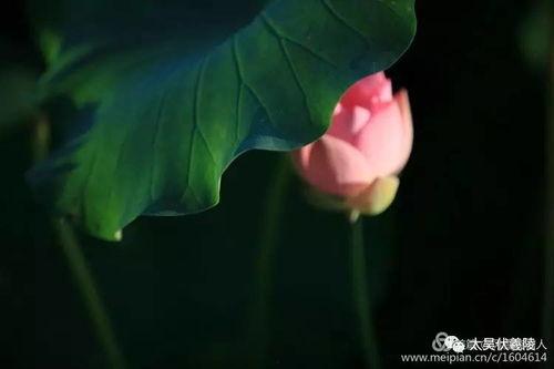 一朵荷花吃瓜,一朵荷花的奇妙食旅