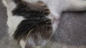 猫吃药吃瓜了,紧急应对指南