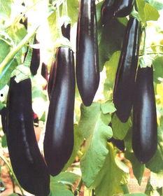 吃茄瓜变身游戏,奇幻冒险之旅