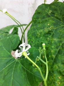 翻瓜花怎么吃,解锁美味新境界